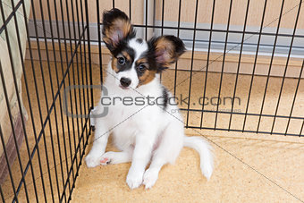 Puppy papillon in cage