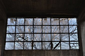 tree branches factory window