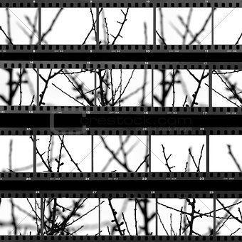 contact sheet with photos of tree branches