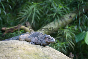 Rhinoceros Iguana (Cyclura cornuta)