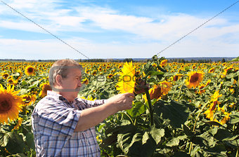 Elderly farmer and sunflowers