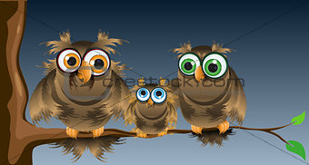 family owls