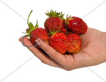woman hand hold red ripe strawberries isolated 