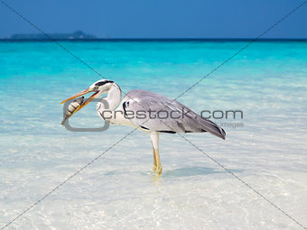 Great white pelican eating a fish