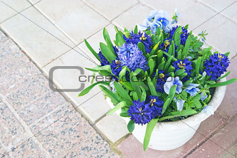 Hyacinths and blue viola flowers