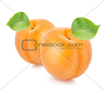Two apricots with leaves