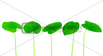 Green yam leaf collection