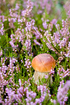 Small mushroom in heather