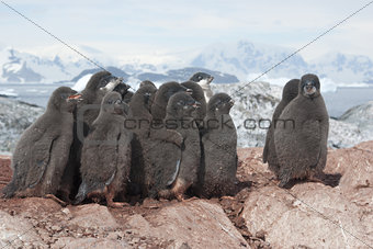 Group of Adelie penguins chicks.