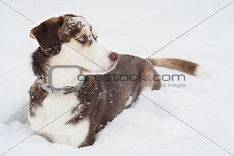 Husky Dog laying in The Snow.
