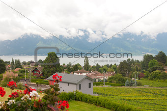 Houses and Geraniums amidst Vineyards