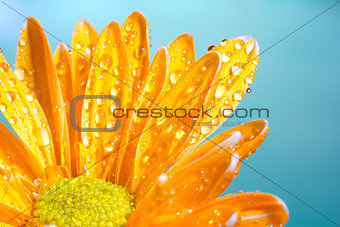 Orange chrysanthemum with water droplets on a blue background
