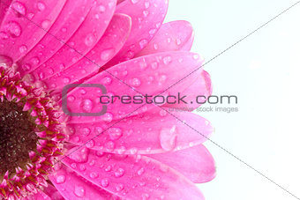 Pink gerbera daisy with water droplets on white background with copy space