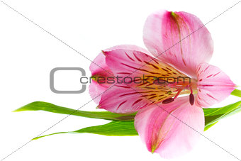 Pink alstroemeria with green leaves on white background with copy space