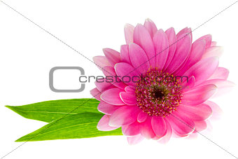 Pink gerbera daisy with green leaves on white background with copy space