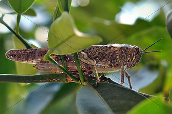 grasshopper among leaves