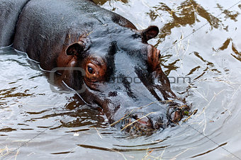 The hippopotamus or hippo
