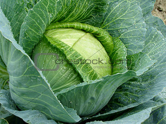 growing cabbage