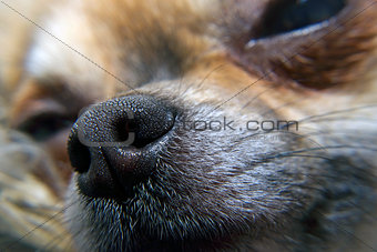Nose of chihuahua, 2