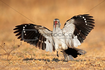 Red-billed hornbill landing