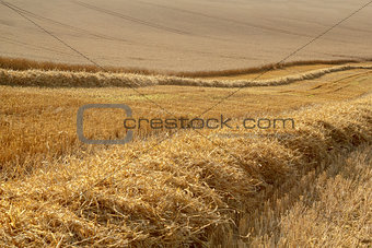 partially harvested wheat field