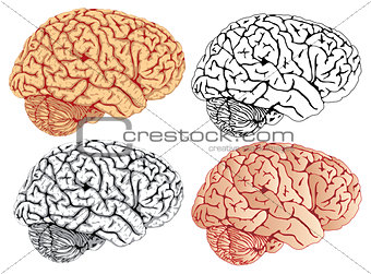 brain four variation