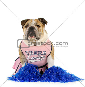 bulldog cheerleader