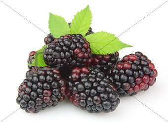 Sweet and juice blackberry 