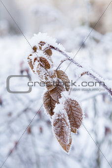 Snow covered leaves