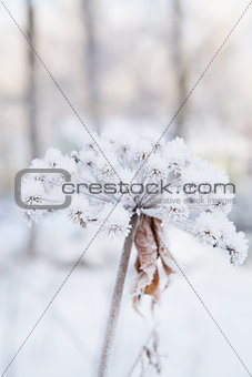 Snow covered plant