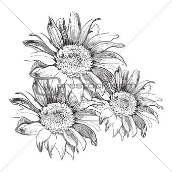 Sketch sunflowers on white background