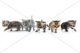 Group of kittens walking towards together. Studio shot. Isolated
