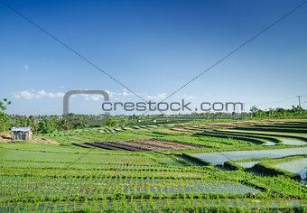 rice fields landscape in bali, indonesia