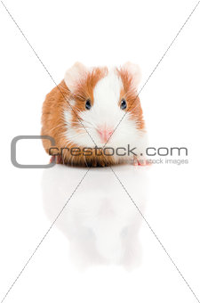 Red and white guinea pig on white background