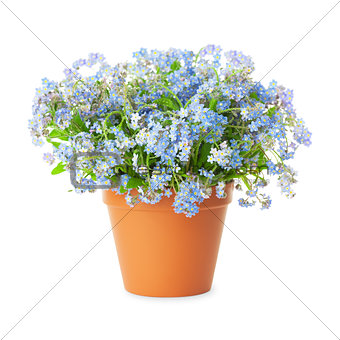 Forget-me-not flowers in pot isolated on white background