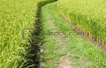 Path in the rice field