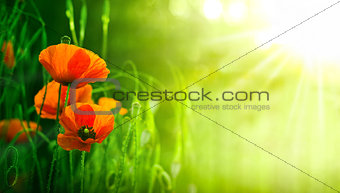Wildflowers, Red Poppies in Nature