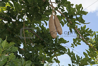 African Sausage Tree With Fruit