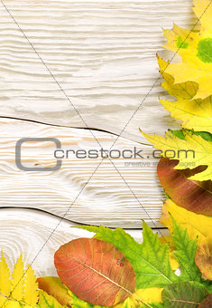 Autumn compositio on a white table