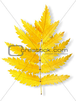 Autumn leaf of a mountain ash