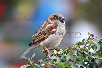 beautiful male sparrow