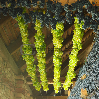 grapes drying for straw wine, Biza Winery, Cejkovice, Czech Repu
