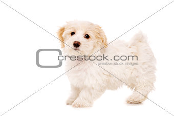 Puppy stood isolated on a white background