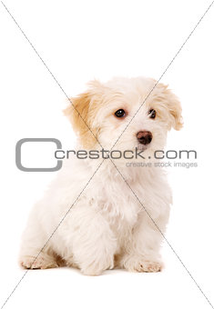 Puppy sat isolated on a white background
