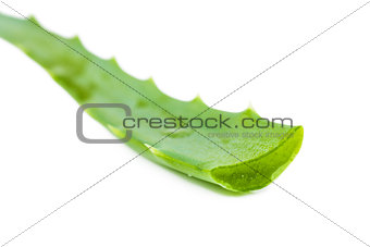 Aloe leaf