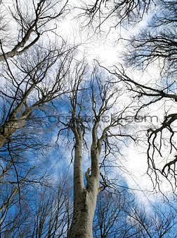 The sky above a winter forest