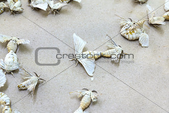 Silkworm butterflies 