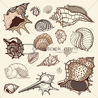 Sea shells collection.