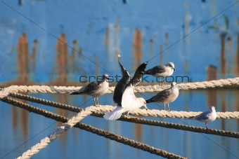Seagulls in the rope