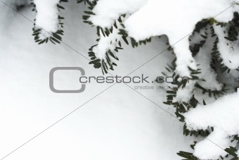 frame of pine branches with snow 